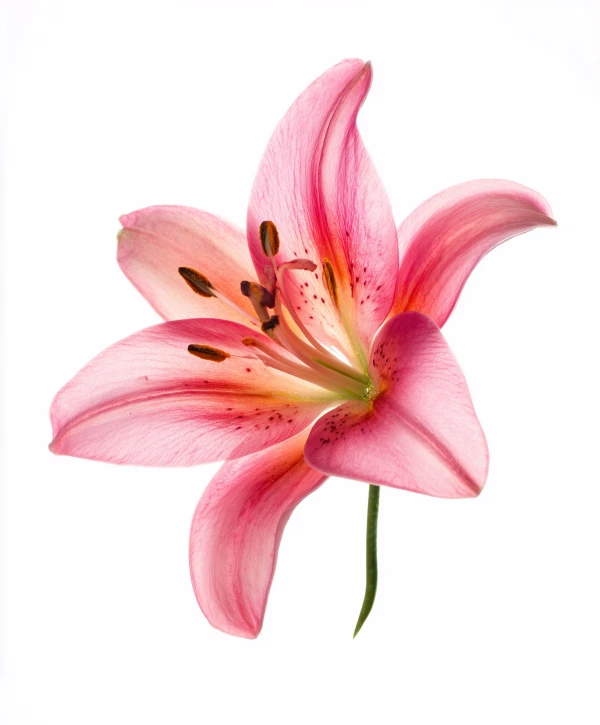 Ephemeral Bloom