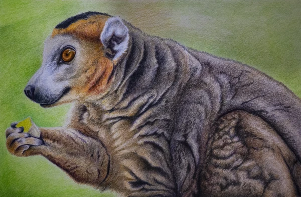 The Crowned Lemur