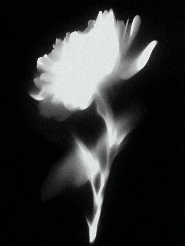 Whispers of a Lost Petal